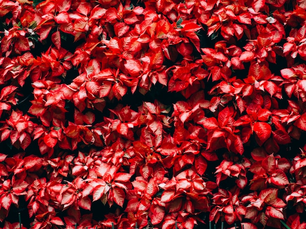 Flor roja de la Navidad de la poinsetia en el jardín