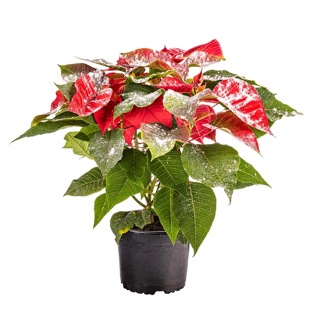 flor roja de navidad