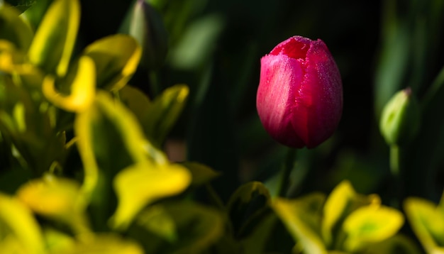 una flor roja con el nombre de la compañía en ella