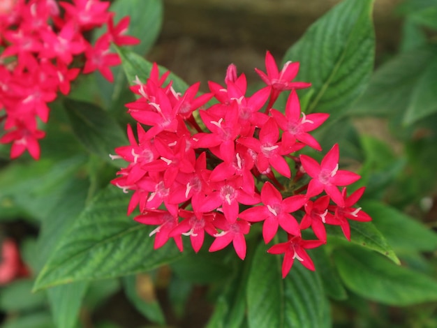 una flor roja con el nombre de phlox en ella