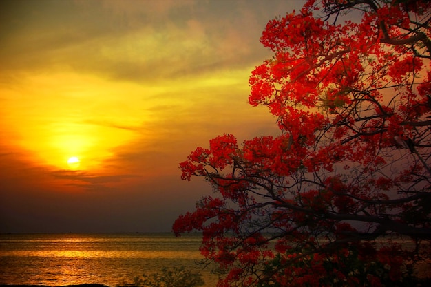 Flor roja o cresta de pavo real con puesta de sol cielo colorido paisaje marino abstracto fondo de naturaleza