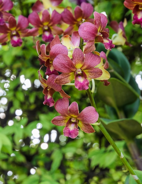 Flor roja de la orquídea Dendrobium en el jardín