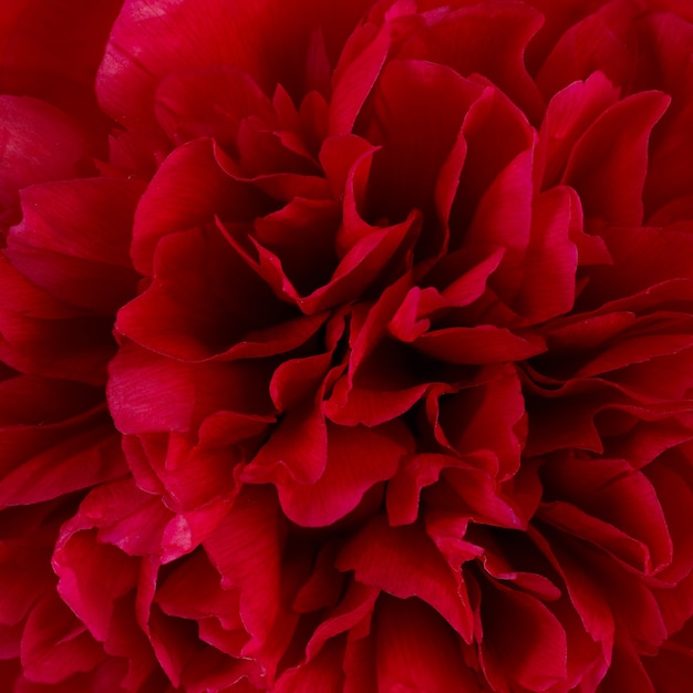 Flor roja Paeonia lactiflora macro fotografiado