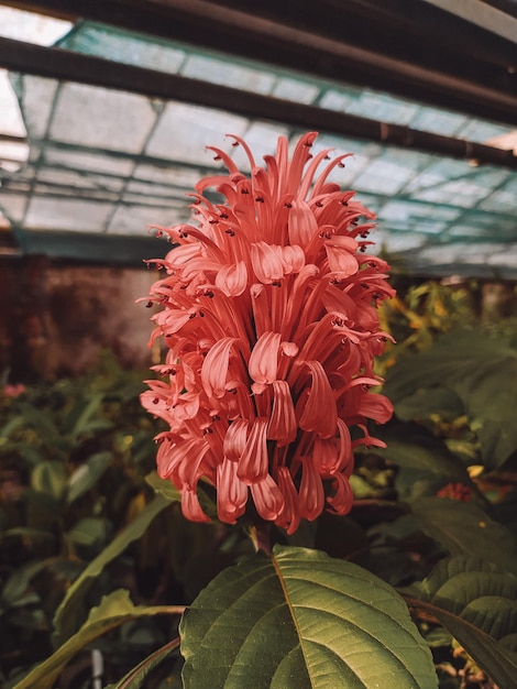 Una flor roja con la palabra "en ella"