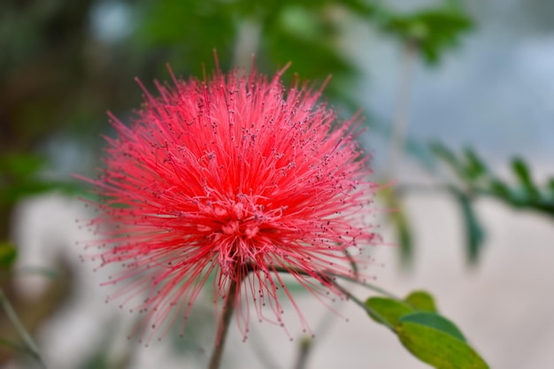 Una flor roja con la palabra granada