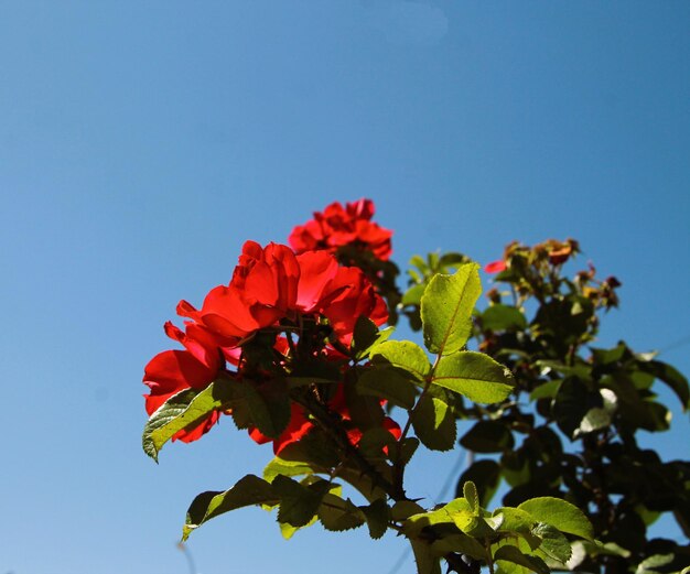 Foto una flor roja con la palabra hibisco en ella