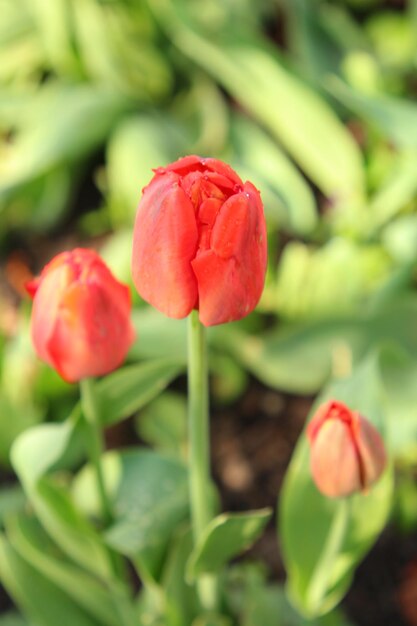 una flor roja con la palabra primavera en ella