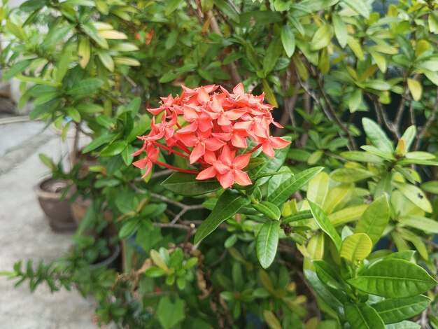 una flor roja con la palabra que amo en ella