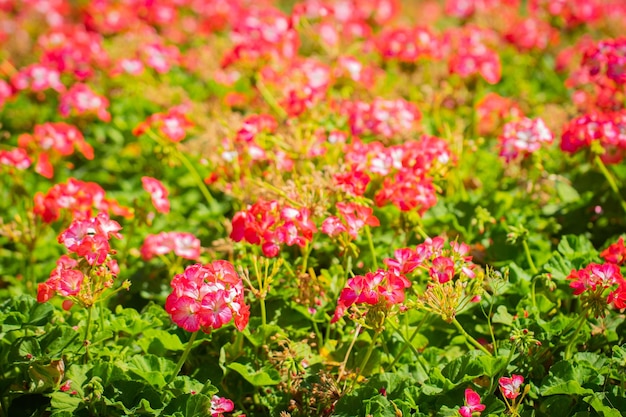 Flor roja en parque público