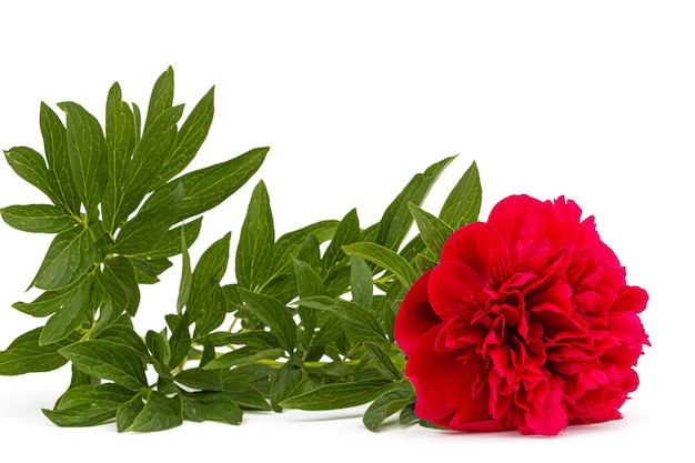 Flor roja de peonía aislado sobre fondo blanco.