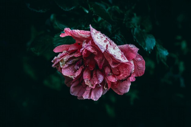 una flor roja con pétalos rosados que dice rosa