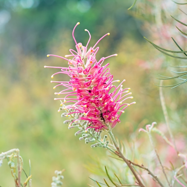 Flor roja de la planta de Grevillea originaria de Australia