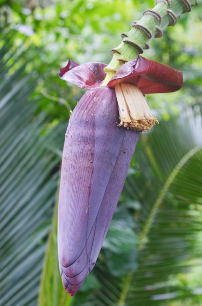 Flor roja de un plátano contra hojas verdes