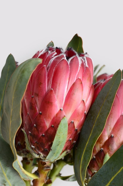 Flor roja de la protea aislada en un fondo blanco