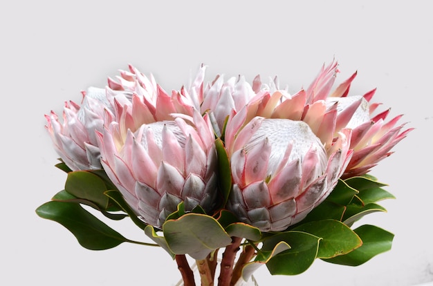 Flor roja de la protea aislada en un fondo blanco