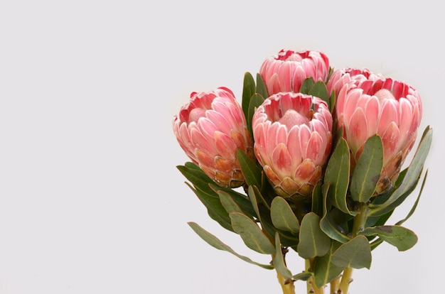 Flor roja de la protea aislada en un fondo blanco