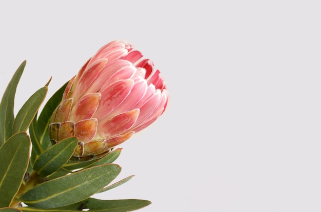 Flor roja de la protea aislada en un fondo blanco