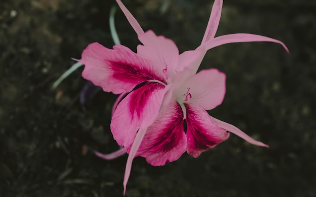 Foto flor roja que florece en el suelo