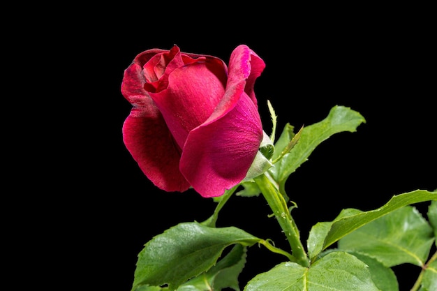 Flor roja de rosa aislado sobre fondo negro