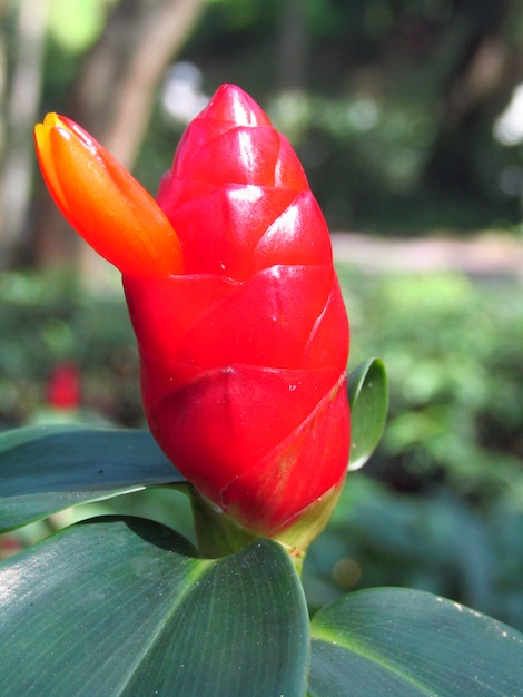 flor roja salvaje