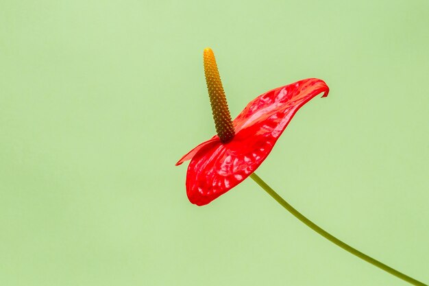 Flor roja sobre un color brillante.