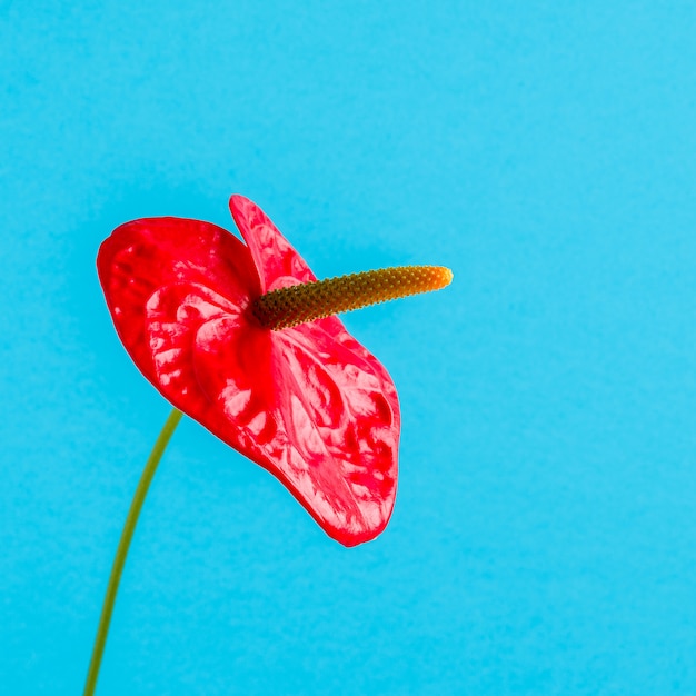 Flor roja sobre un fondo de color brillante