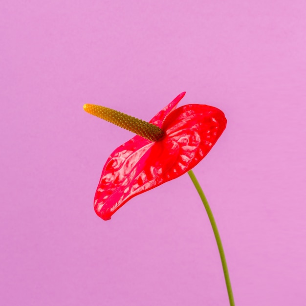 Flor roja sobre un fondo de color brillante