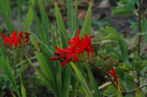 flor roja sobre fondo de naturaleza