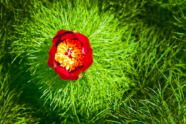 Flor roja sobre un fondo verde