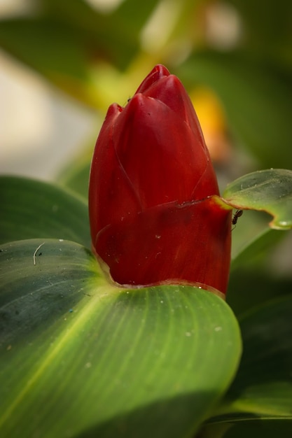 Una flor roja con un tallo verde que tiene un centro rojo.