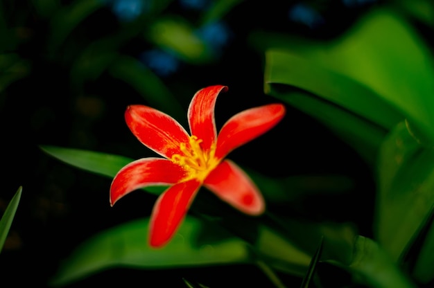 flor roja en verde