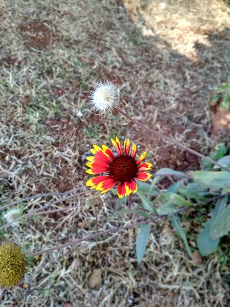 flor roja