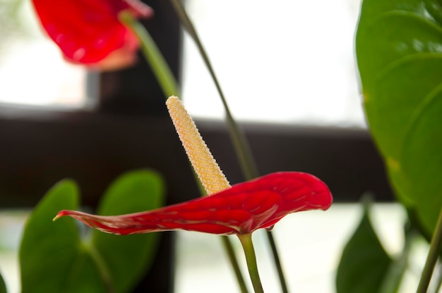 La flor roja