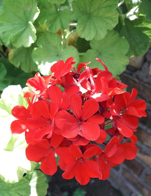 flor roja