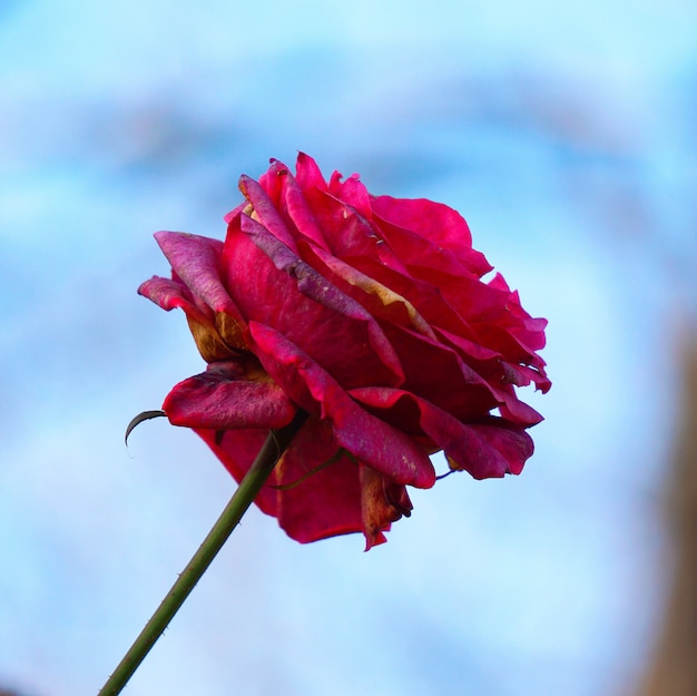 flor romântica rosa vermelha decorativa no jardim