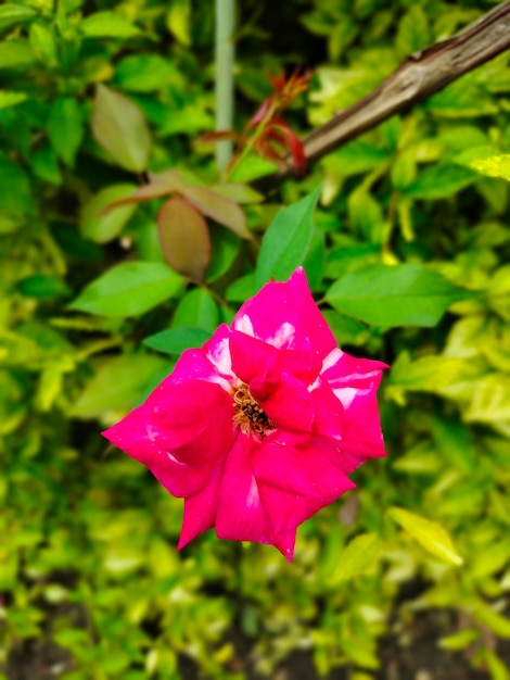 Una flor rosa con una abeja encima.