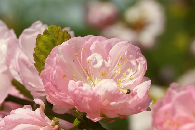 Una flor rosa con una abeja encima.