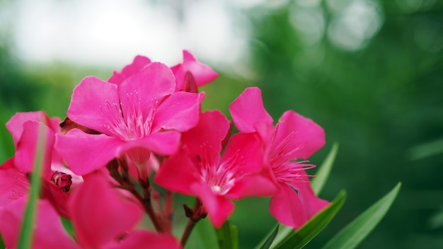 Flor rosa de adelfa