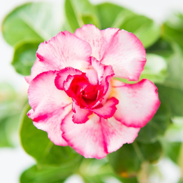 Flor rosa Adenium Obesum planta com folhas verdes isoladas em fundo branco