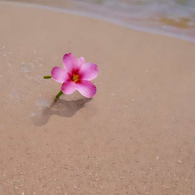 una flor rosa en el agua en una playa