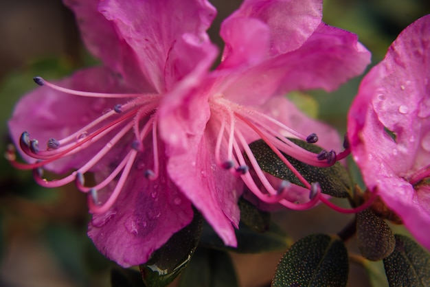 Flor rosa almendra floreciente, cierre para arriba, fondo borroso. Ramas de rododendro en flor, altai sakura. Imagen de tarjeta de felicitación, enfoque selectivo.