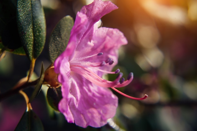 Flor rosa almendra floreciente, cierre para arriba, fondo borroso. Ramas de rododendro en flor, altai sakura. Imagen de tarjeta de felicitación, enfoque selectivo.