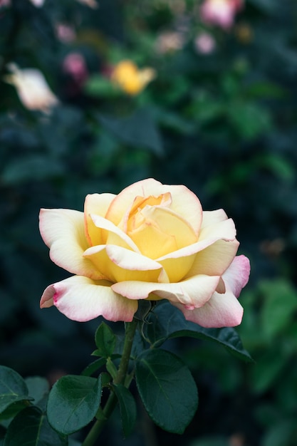 Flor rosa amarela branca contra uma parede borrada de folhas verdes escuras