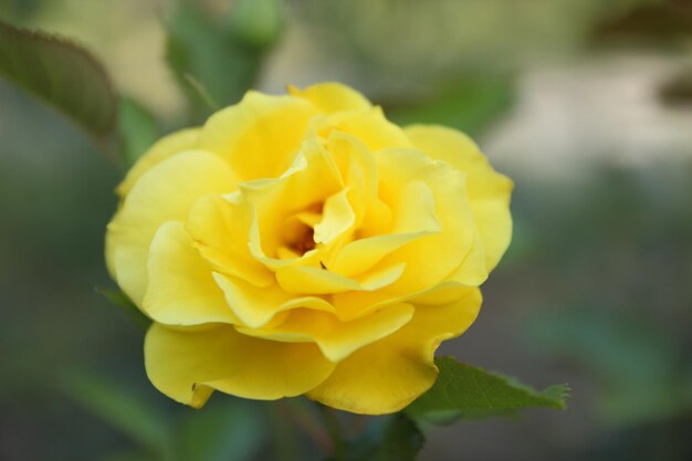 Flor rosa amarela em flor na planta rosa Fechamento de uma flor amarela florescendo ao ar livre Linda rosa de jardim de cor amarela