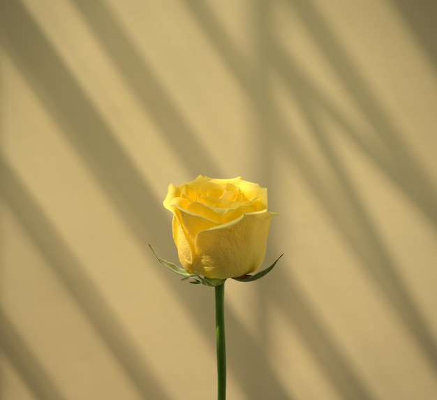 Flor rosa amarela natural botânica contra luz do sol sombra neutra cinza pastel fundo bege