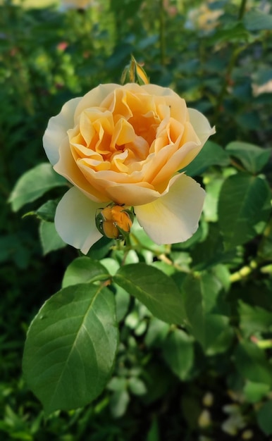 flor rosa amarilla en un arbusto en el jardín