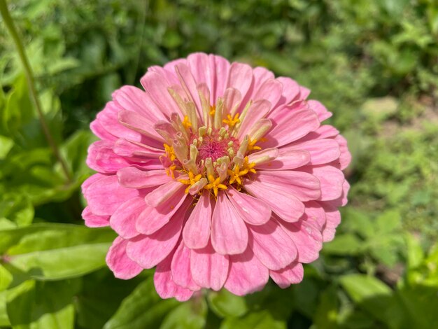 Una flor rosa y amarilla con el centro amarillo y el centro amarillo.