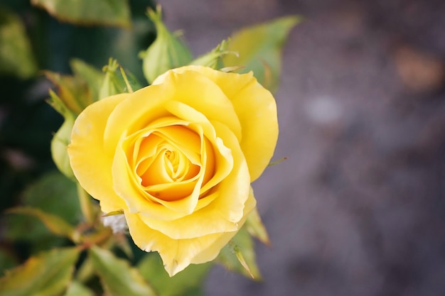 Flor rosa amarilla con grandes pétalos.