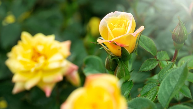 Flor de rosa amarilla en un jardín