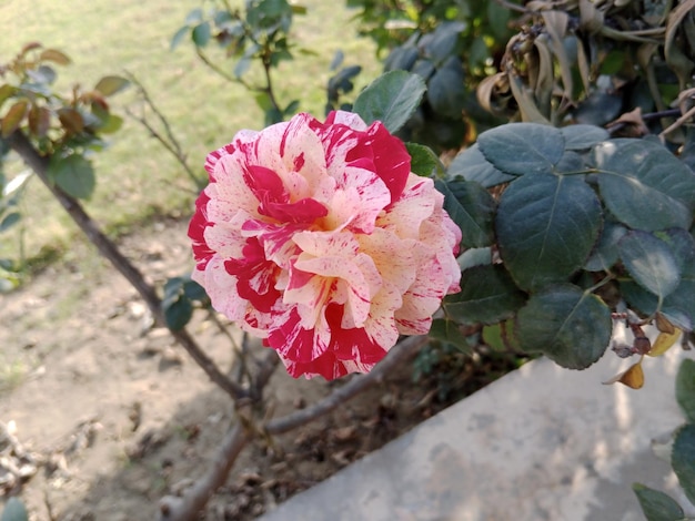 Una flor rosa y amarilla en el jardín.